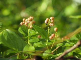 Berries of an unknown forest plant
