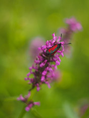 Fototapeta na wymiar Butterfly of the genus Zygaena on the wild purple flower