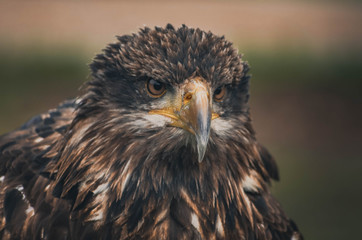  Spectacular portrait of an American eagle perched. Animal