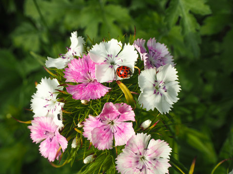 Little ladybug on flowers carnation