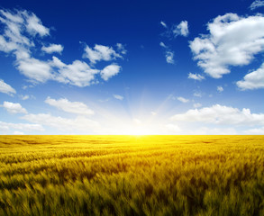 Plakat Wheat field and sun