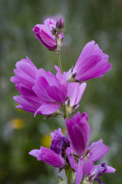 Native Pink - Meadow Checkermallow (Sidalcea campestris). Finley National Wildlife Refuge, Willamette Valley, Oregon