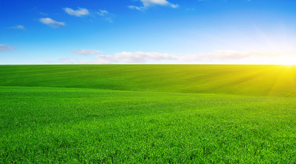 Fototapeta premium Green field and sun.