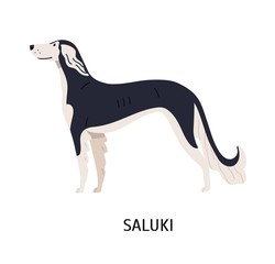 Fototapeta premium Saluki