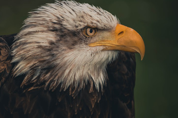  Spectacular portrait of an American eagle perched. Animal