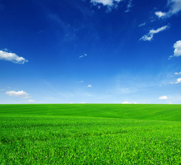 Fototapeta premium Field and blue sky with white clouds