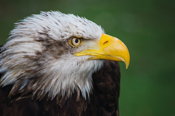  Spectacular portrait of an American eagle perched. Animal