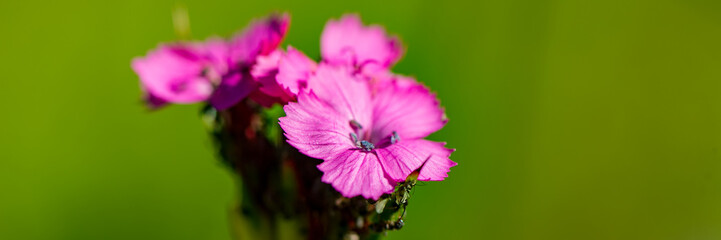 Ants on the inflorescence of pink carnation flowers on a blurred green background on a sunny day in the meadow.