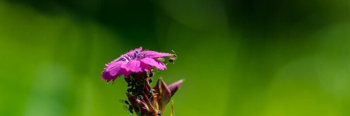 Ants on the inflorescence of pink carnation flowers on a blurred green background on a sunny day in the meadow.