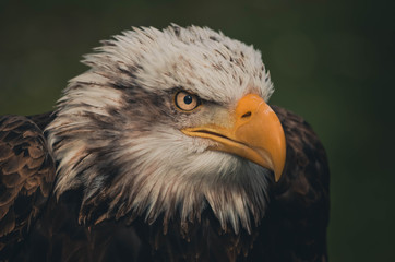  Spectacular portrait of an American eagle perched. Animal