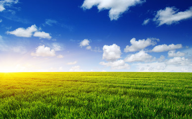 Green meadow and sun.