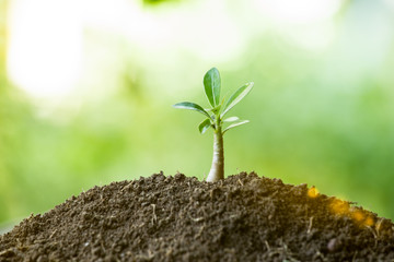 Little tree growing on soil with sunrise for save energy or environment protection. Creative ideas to eco friendly of earth day