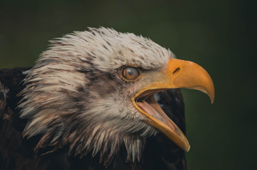  Spectacular portrait of an American eagle perched. Animal