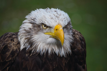 Naklejka premium Spectacular portrait of an American eagle perched. Animal
