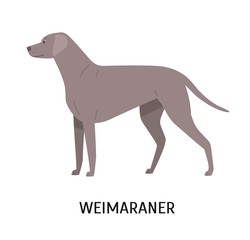 Weimaraner