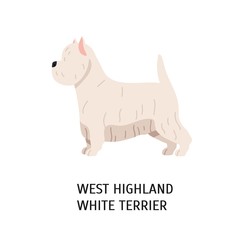 West Highland White Terrier or Westie. Lovely funny dog of working breed isolated on white background. Fluffy adorable purebred domestic animal. Colorful vector illustration in flat cartoon style.