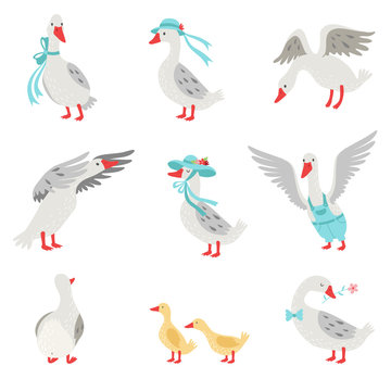 Collection of Geese and Goslings in Different Situations, White Birds Cartoon  Characters Vector Illustration Stock Vector | Adobe Stock