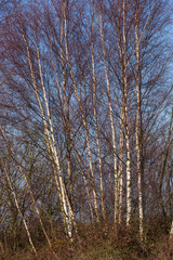 Silver birch   