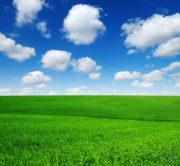 Fototapeta premium green field and blue sky
