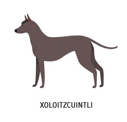Xoloitzcuintli or Xolo