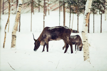Reindeers in the winter forest
