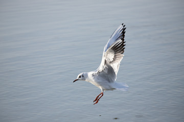 Gull Landing 1