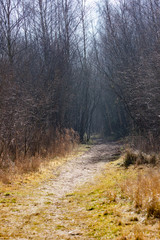 morning in the forest