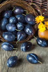 Still life with plums in a basket and yellow flowers