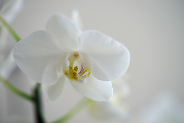 fleur d'orchidée blanche sur branche