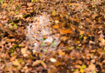 Sky and branches reflected in a puddle.