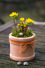 Yellow winter aconite plants in a terracotta pot. Garden decoration with a first spring flowers. Selective soft focus. (Eranthis hyemalis)