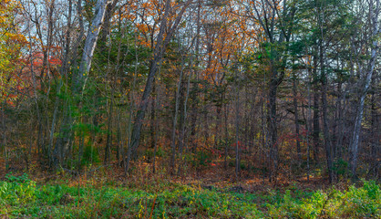 In autumn forest at cloudy day.