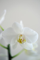 Obraz na płótnie Canvas fleur d'orchidée blanche sur branche