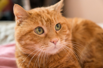 Adorable red cat. Selective focus on nose.