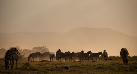 Fototapeta na wymiar Beautiful sunset with zebras