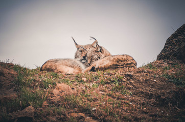  Spectacular portrait of a couple of boreal lynx lying quietly. Animal