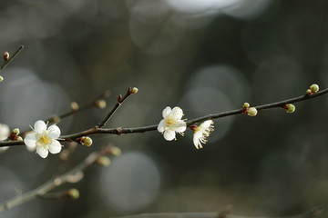 白梅の花と蕾