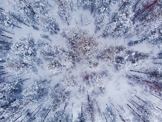 Top view snow trees and coniferous forest. Aerial photo