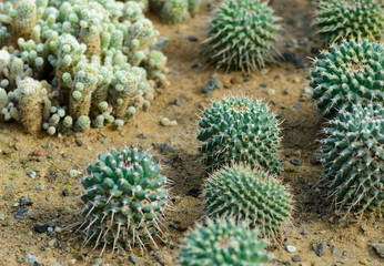 Naklejka na ściany i meble Mini Cactus plant. Selective focus and shallow depth of field.