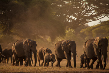 The march to water early morning