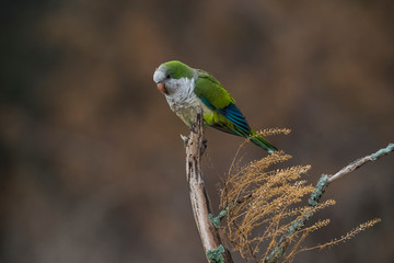 Parakeet,feeding on wild fruits, La Pampa, Patagonia, Argentina