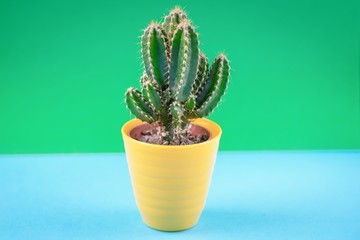 Beautiful green cactus with thorn on the green blue color background