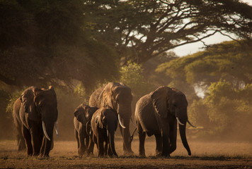 Beautiful family of elephants on the move