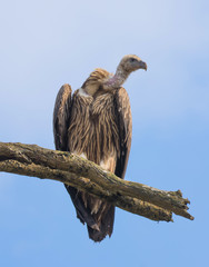 Himalayan Griffon Vulture perched on a branch