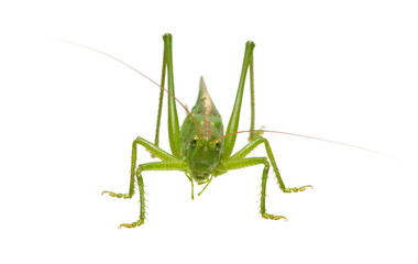Green locust isolated on white