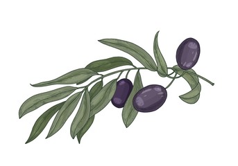 Detailed botanical drawing of olive tree branch with leaves and black fruits or drupes isolated on white background. Colorful realistic hand drawn vector illustration in elegant vintage style.