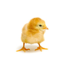 cute little newborn chickens