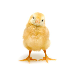 Chicks isolated on white