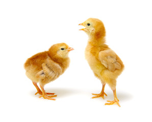 cute little newborn chickens