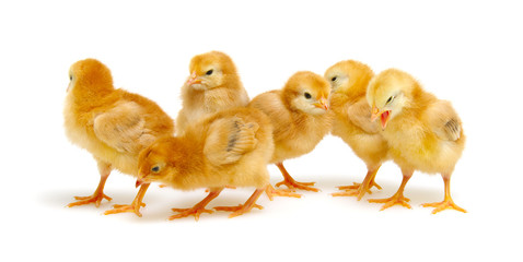 Chicks isolated on white